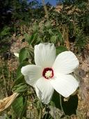Hibiscus lasiocarpos