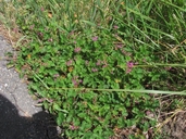Gooseberry Geranium