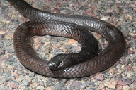 Moroccan Black Cobra