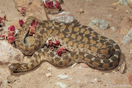 Sahal Egg-eating Snake