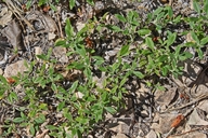 Monardella viridis