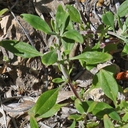 Monardella viridis