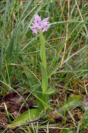 Neotinea tridentata ssp. tridentata
