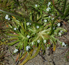 Plagiobothrys reticulatus var. rossianorum