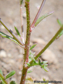 Saltugilia australis