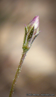 Saltugilia australis