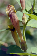 Aristolochia croatica