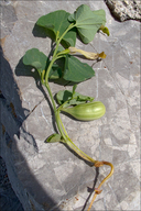 Aristolochia croatica