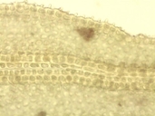 Orthotrichum macounii