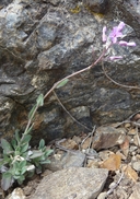 Arabis rigidissima var. rigidissima