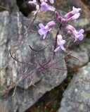 Photo of Arabis rigidissima var. rigidissima