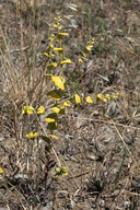 Photo of Streptanthus anomalus