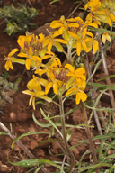 Erysimum capitatum