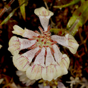 Collinsia tinctoria