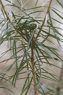 Cathaya argyrophylla