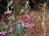 Clarkia unguiculata