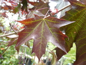 Acer truncatum x platanoides