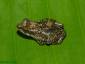 Phrynobatrachus latifrons