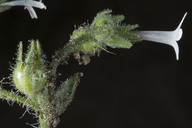 Allophyllum integrifolium