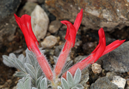 Astragalus coccineus