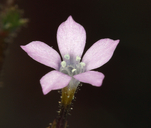 Aliciella hutchinsifolia