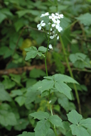 Cardamine angulata