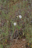 Calochortus albus