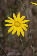 Eriophyllum lanatum var. grandiflorum