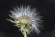 Malacothrix glabrata