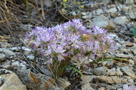 Photo of Allium abramsii