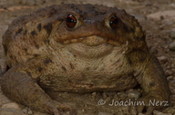 Bufo eichwaldi