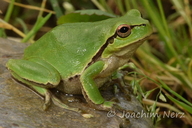 Hyla orientalis