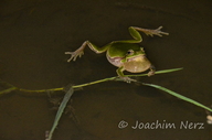 Hyla orientalis