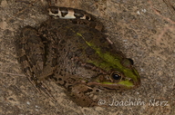 Pelophylax ridibundus
