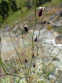Streptanthus vimineus