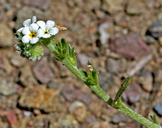 Plagiobothrys tener var. tener