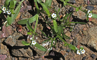 Plagiobothrys tener var. tener