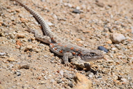 Gambelia wislizenii