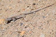 Gambelia wislizenii