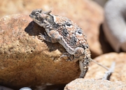 Phrynosoma platyrhinos calidiarum