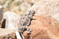 Phrynosoma platyrhinos calidiarum