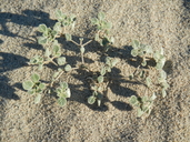 Tiquilia plicata