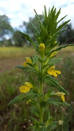 Bellardia viscosa
