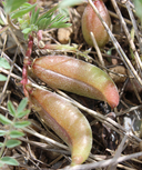 Astragalus argophyllus var. martinii