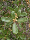 Quercus xacutidens