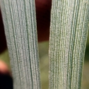 Elymus glaucus ssp. virescens