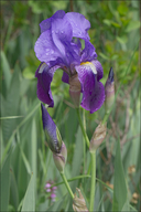 Iris-x-germanica