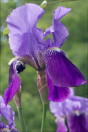 Common Iris