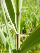 Phalaris arundinacea