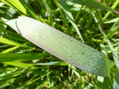 Phalaris arundinacea